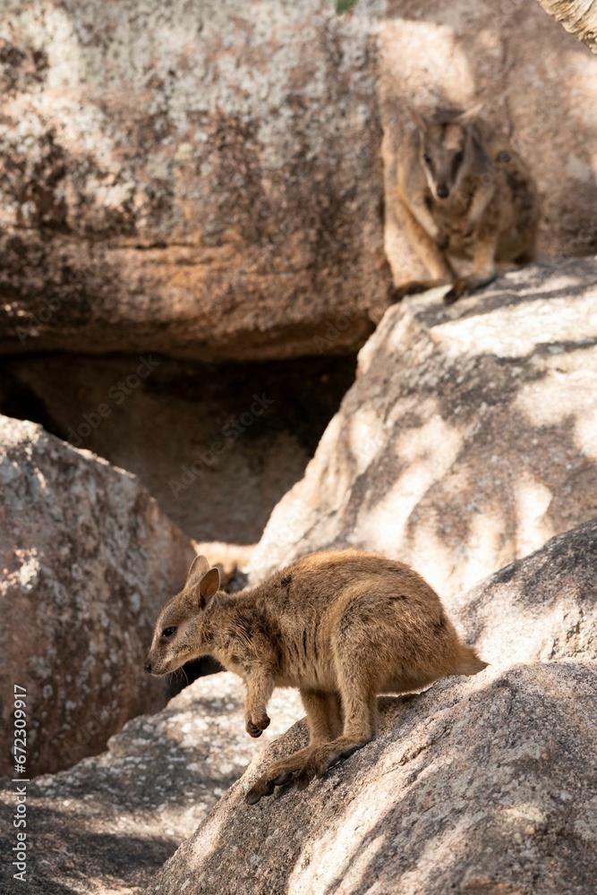 Obraz premium Rock wallaby at Geoffrey Bay on Magnetic Island in Townsville