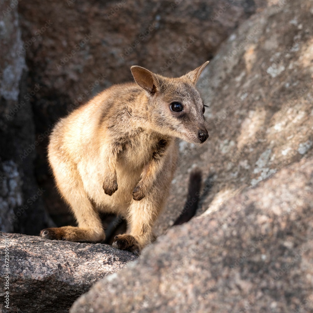 Rock wallaby at Geoffrey Bay on Magnetic Island in Townsville Rock wallaby at Geoffrey Bay on Magnetic Island in Townsville