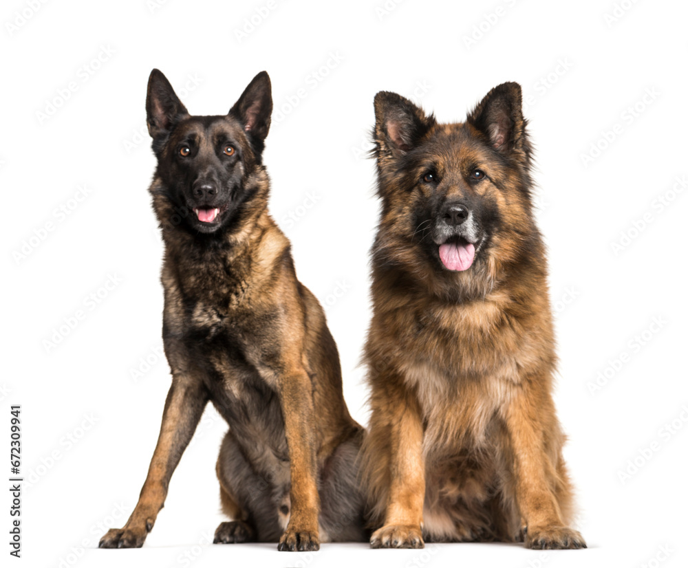Fototapeta premium Mixed-breed dogs sitting and panting, cut out