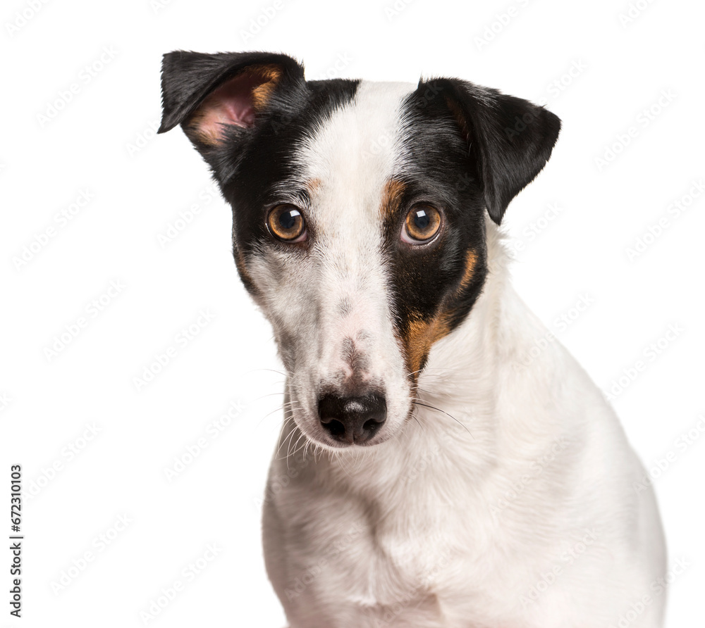 Close-up of Jack Russel Terrier dog, cut out