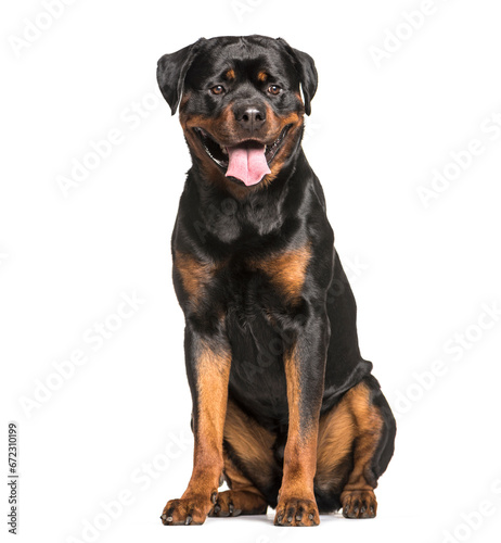 Rottweiler dog sitting and panting  cut out