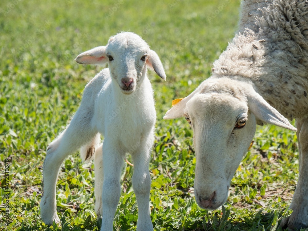 Closeup of white lamb in a grassy field on a sunny day in the countryside
