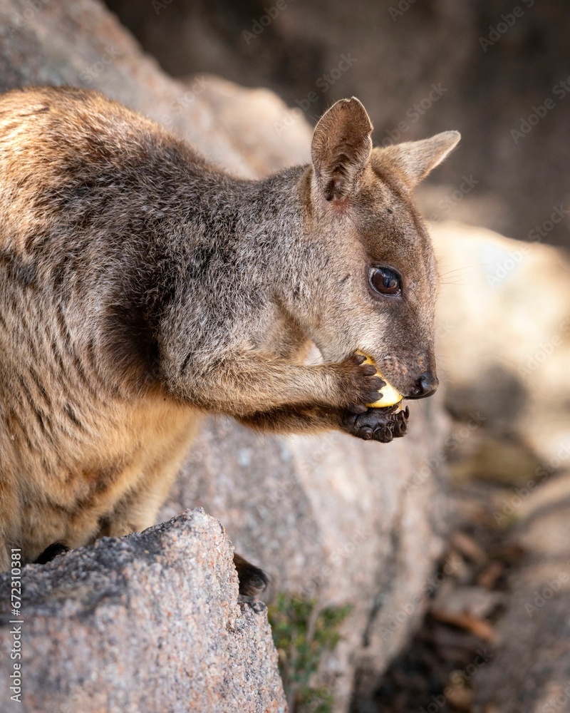 Rock Wallaby perched atop a rocky outcrop at Geoffrey Bay on Magnetic Island in Queensland Australia Rock Wallaby perched atop a rocky outcrop at Geoffrey Bay on Magnetic Island in Queensland Australia