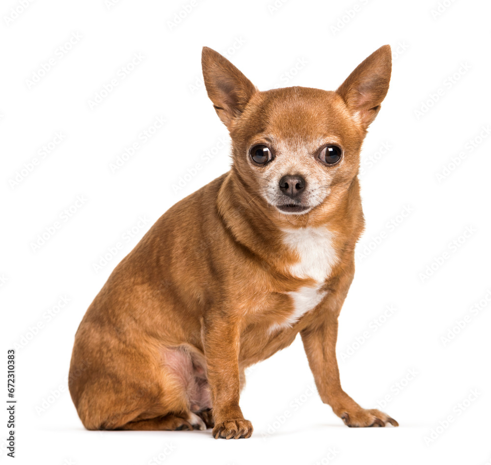 Chihuahua dog sitting, cut out