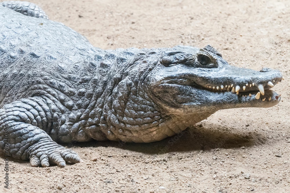 Alligator on the ground in the daylight in a zoo Alligator on the ground in the daylight in a zoo