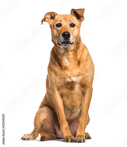 Rhodesian Ridgeback dog sitting  cut out