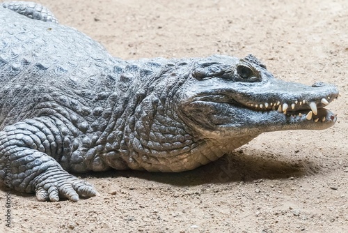Alligator on the ground in the daylight in a zoo