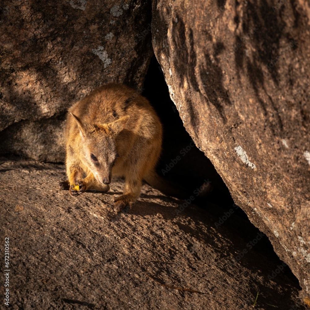 Rock Wallaby perched atop a rocky outcrop at Geoffrey Bay on Magnetic Island in Queensland Australia Rock Wallaby perched atop a rocky outcrop at Geoffrey Bay on Magnetic Island in Queensland Australia