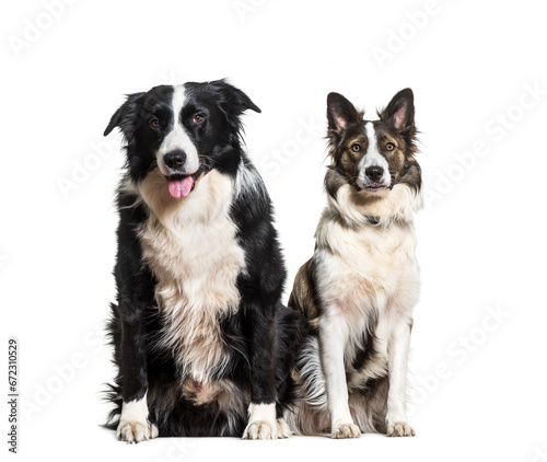 Border Collie dogs sitting and panting, cut out