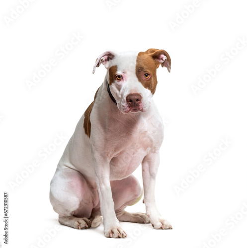 American Pit Bull Terrier dog sitting, cut out
