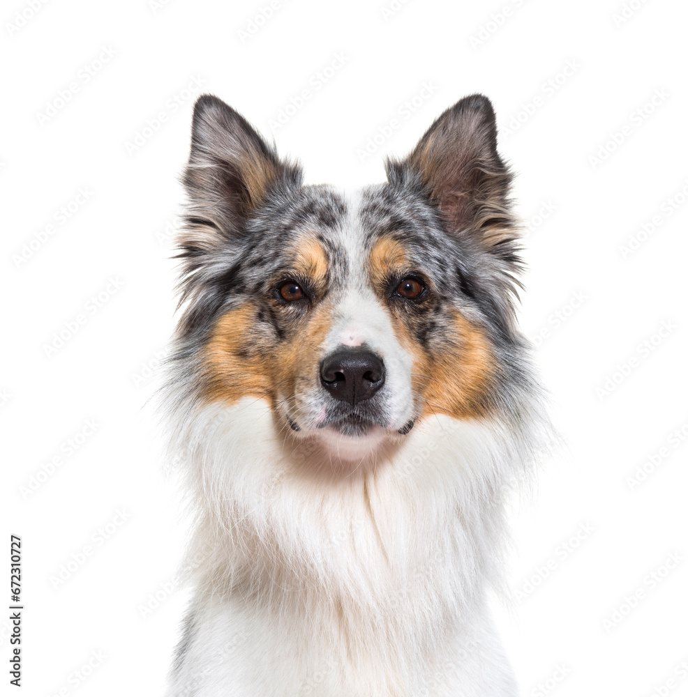 Close-up of Australian Shepherd dog, cut out