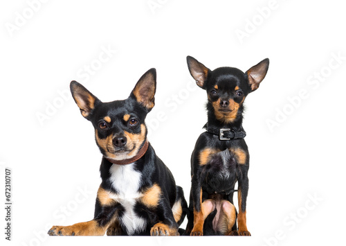Two Pinscher dogs sitting, cut out © Eric Isselée