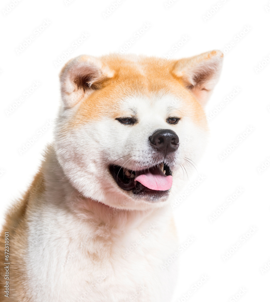 Close-up of Akita Inu dog panting, cut out