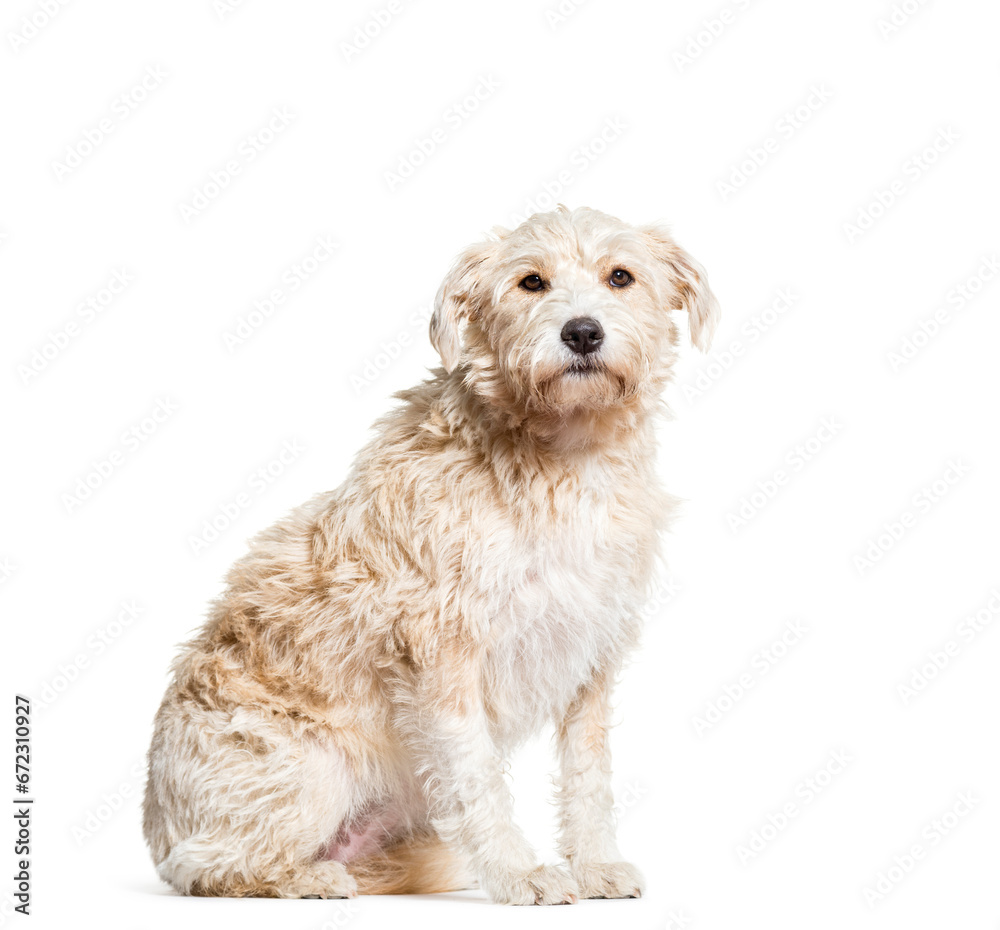 Mixed-breed dog sitting, cut out