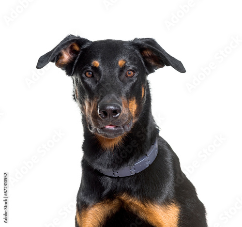 Close-up of Beauceron dog, cut out