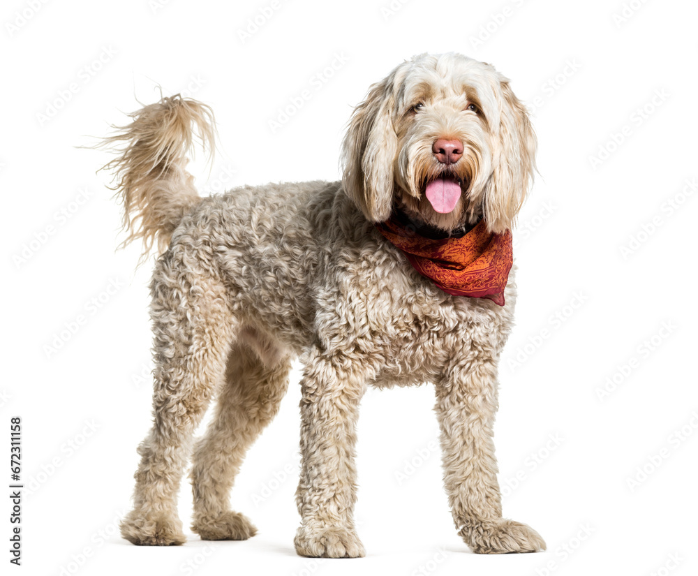 Portuguese Water Dog standing and panting, cut out