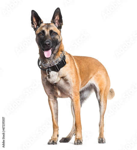 Malinois dog standing and panting  cut out