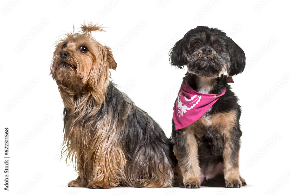 Mixed-breed dogs sitting, cut out