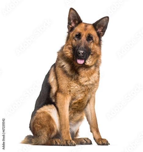 German shepherd dog sitting and panting, cut out