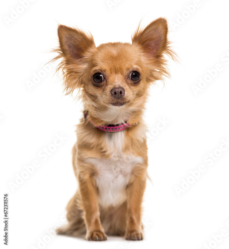 Chihuahua dog sitting, cut out