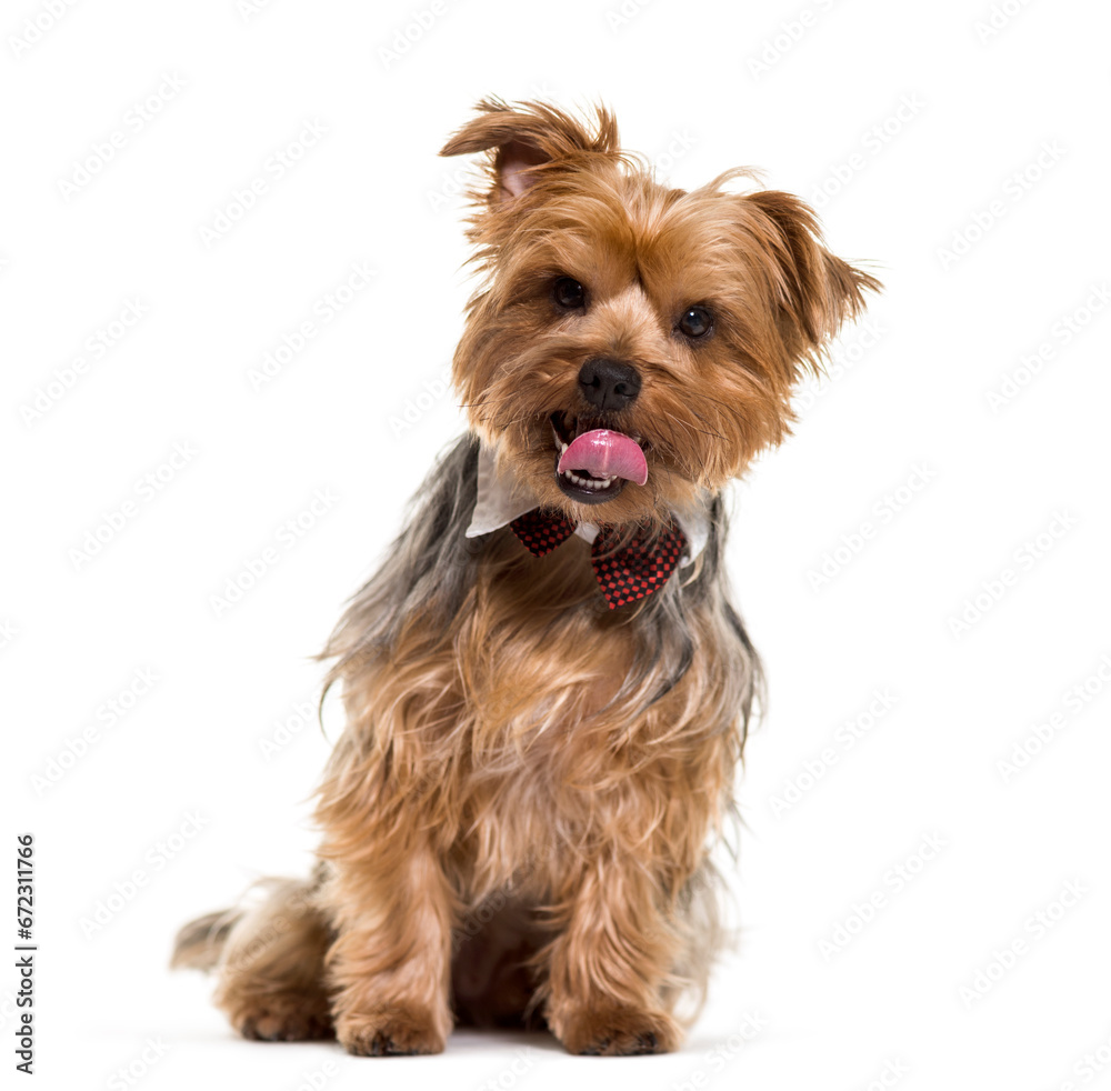 Yorkshire terrier dog sitting and panting, cut out Yorkshire terrier dog sitting and panting, cut out