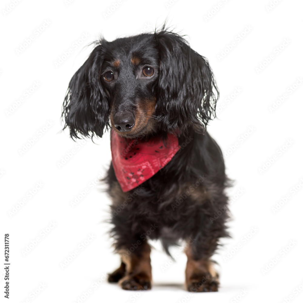Dachshund dog standing, cut out