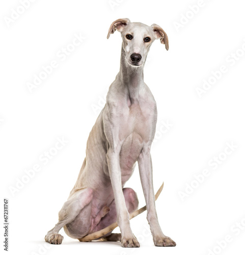  Spanish greyhound dog sitting, cut out photo