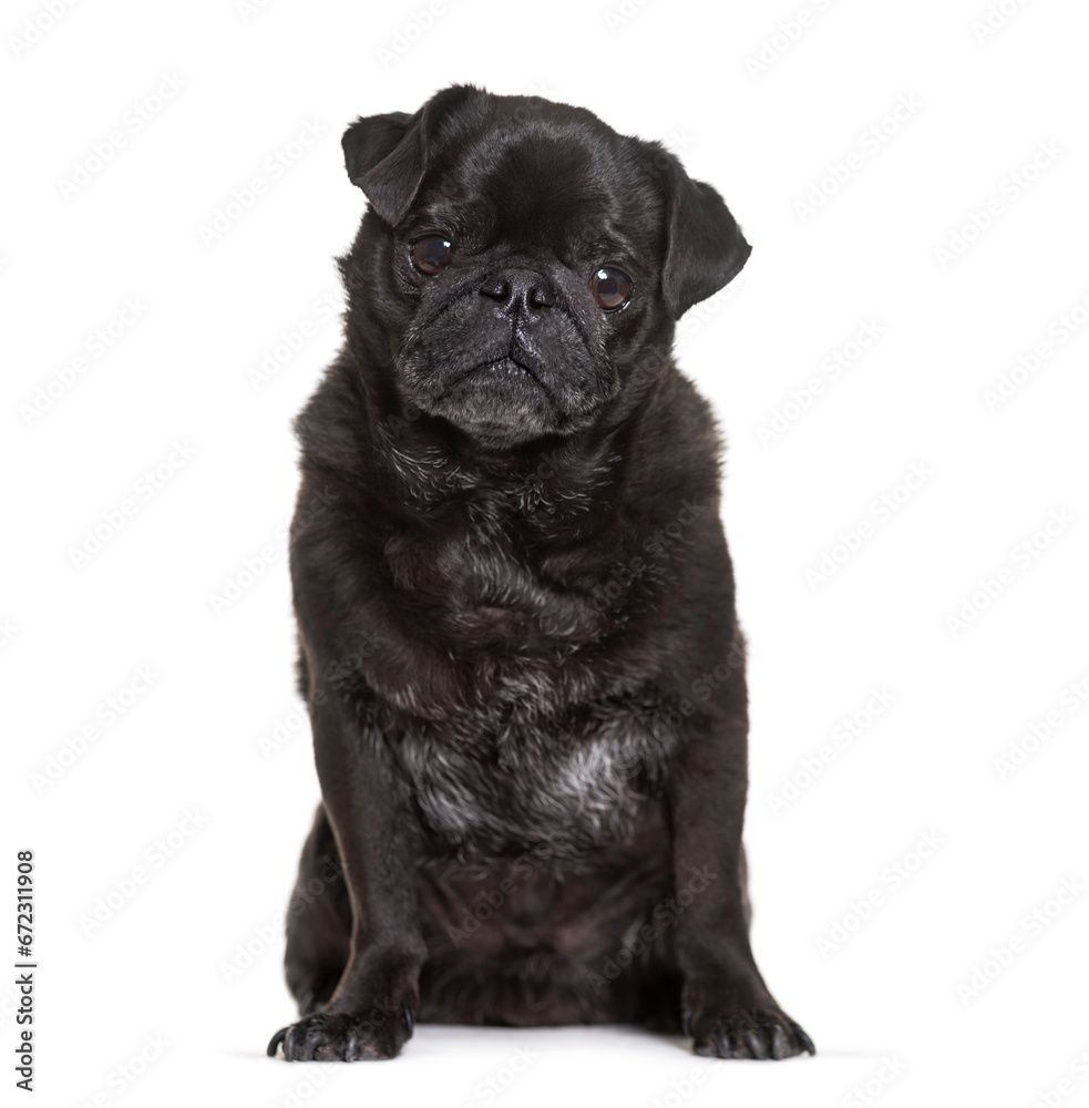 Obraz premium Old black Pug sitting, cut-out
