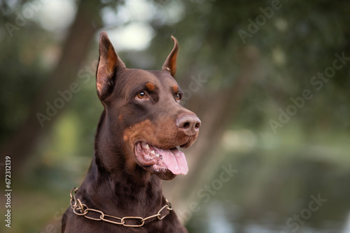 portrait of a doberman