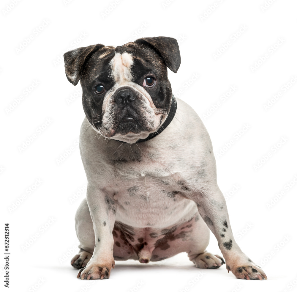 French Bulldog dog sitting, cut out