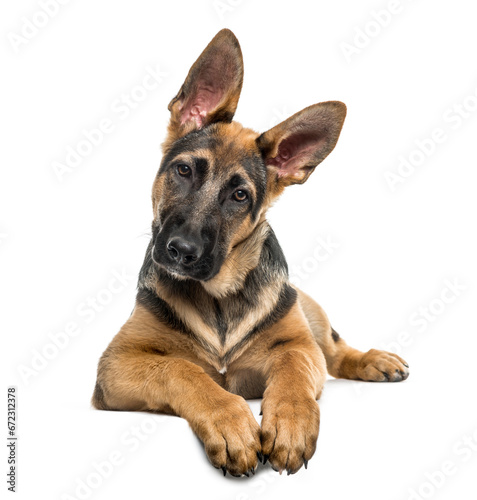 Young German Shepherd dog lying  cut out