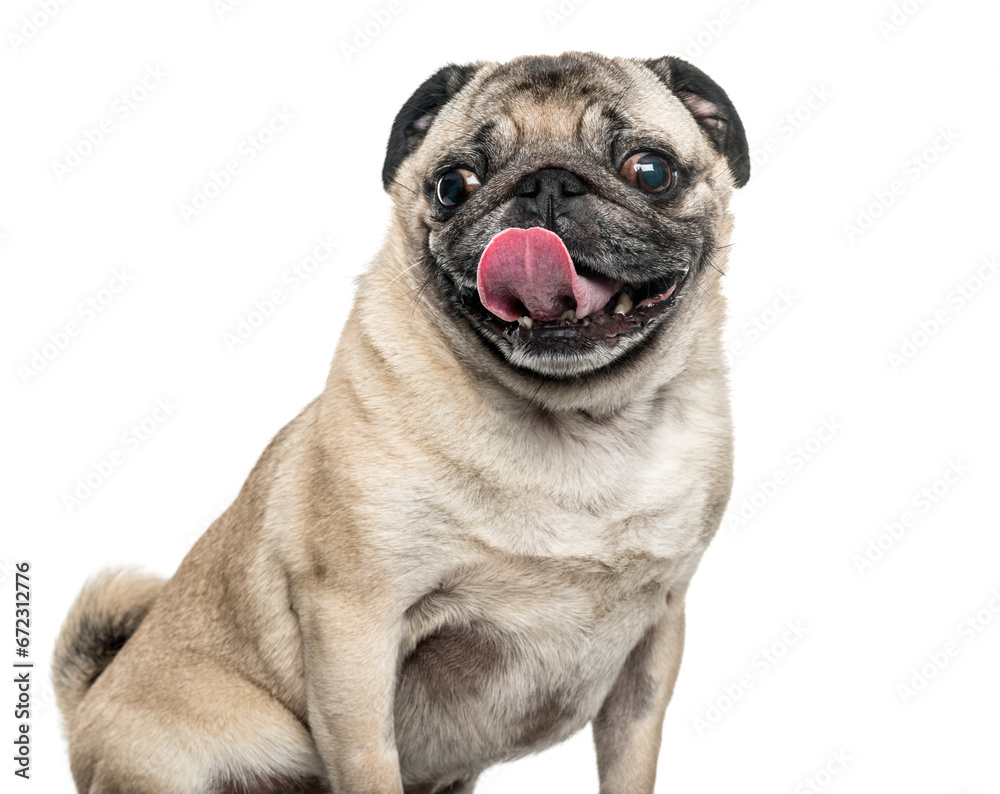 Pug dog sitting and sticking tongue, cut out
