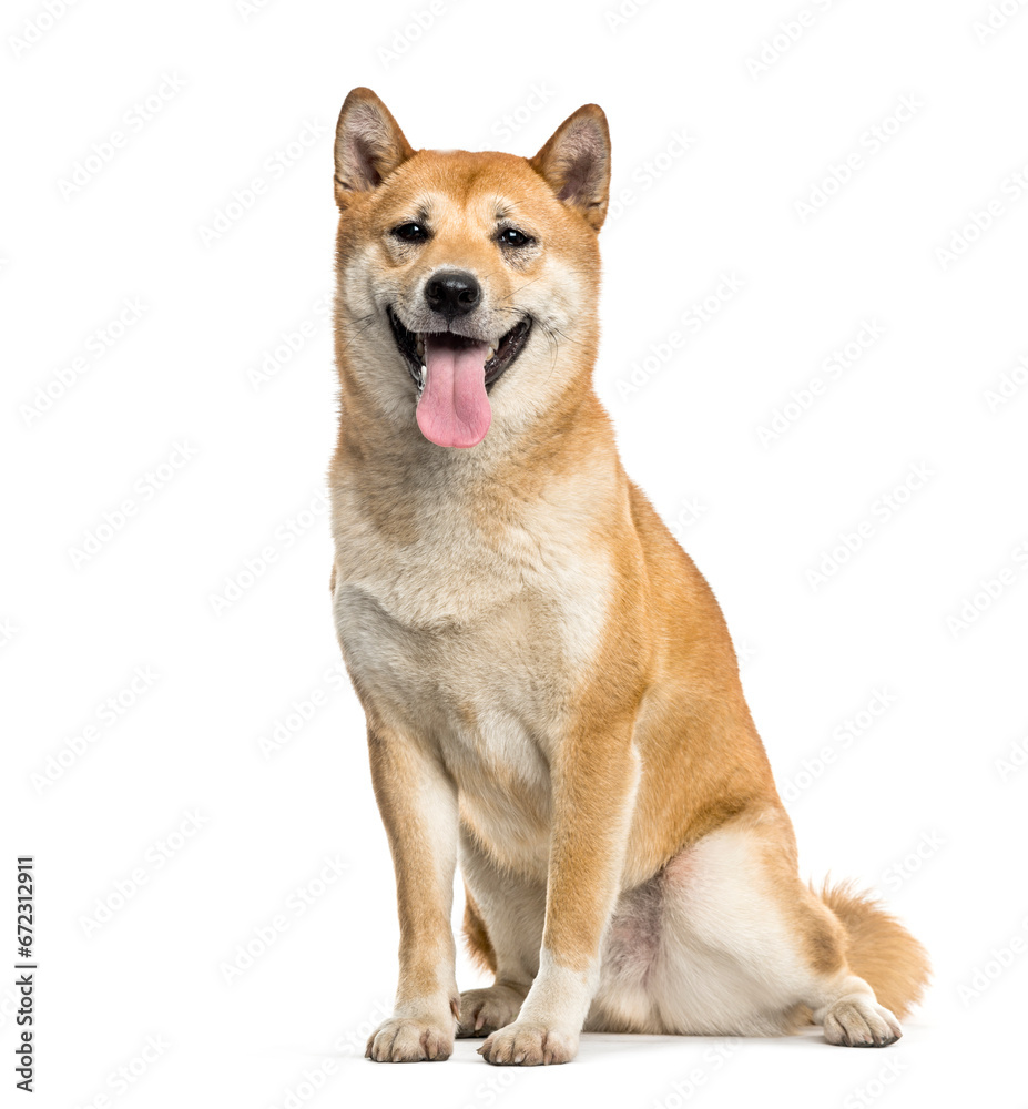 Shiba Inu dog sitting and panting, cut out