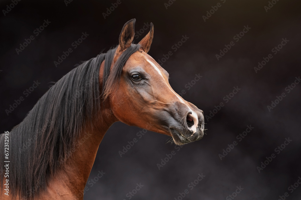 portrait of a horse portrait of a horse