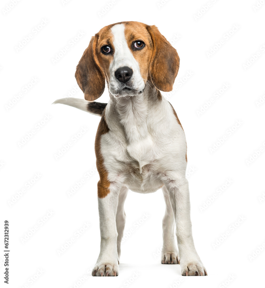 Beagle dog standing, cut out