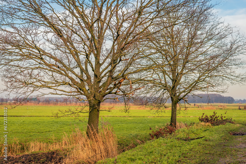 Two large bare trees on the edge of a meadow. Yellowed reeds are visible in the foreground. It is a cloudy day at the beginning of the Dutch winter season. Two large bare trees on the edge of a meadow. Yellowed reeds are visible in the foreground. It is a cloudy day at the beginning of the Dutch winter season.