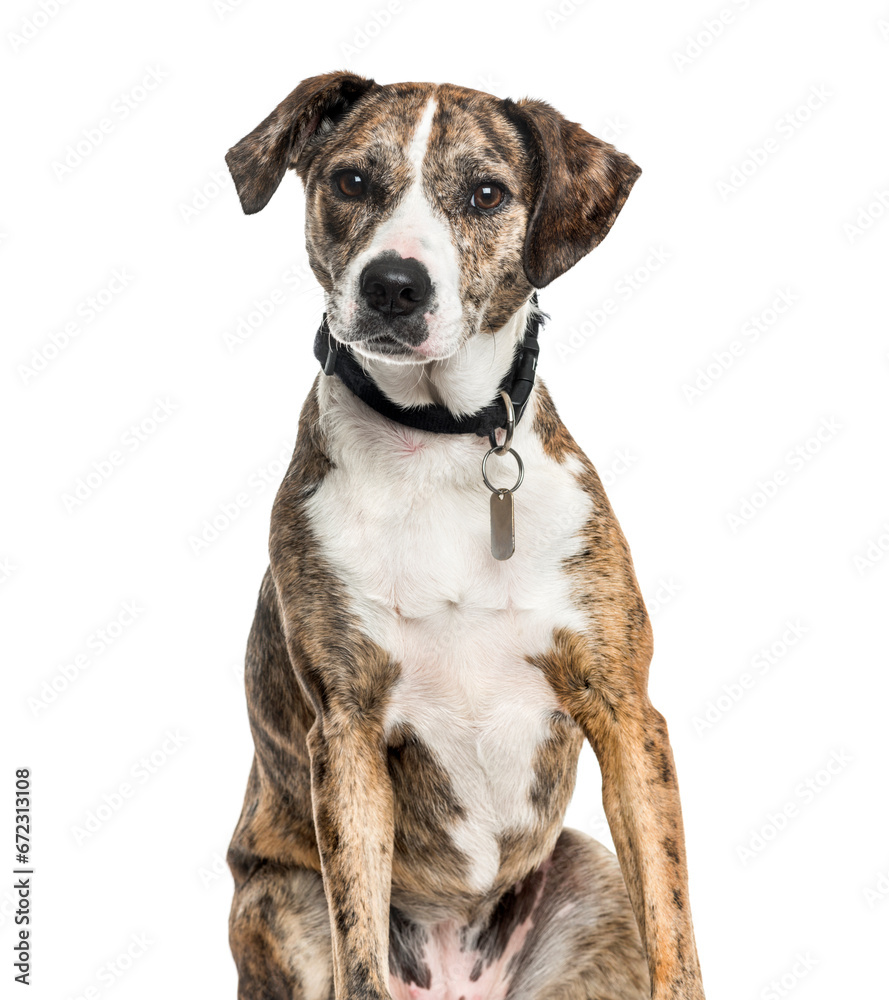 Mixed-breed dog sitting, cut out