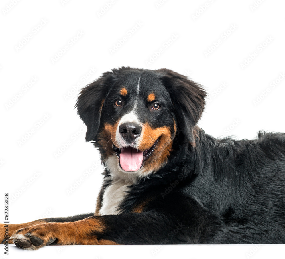 Bernese Mountain Dog lying and panting, cut out
