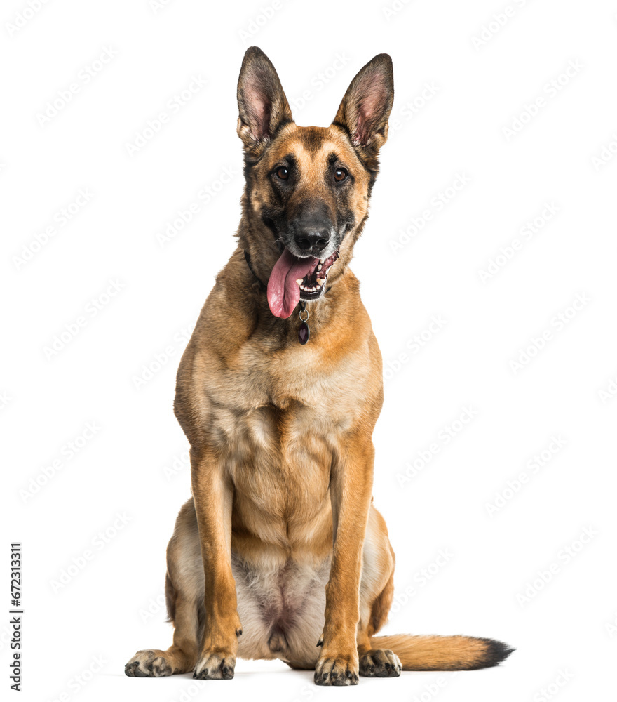 Malinois dog sitting and panting, cut out