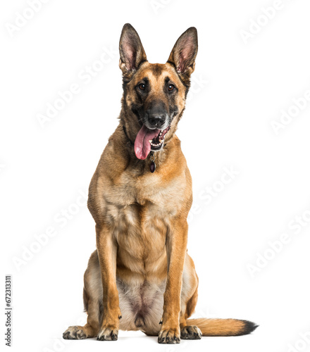 Malinois dog sitting and panting, cut out