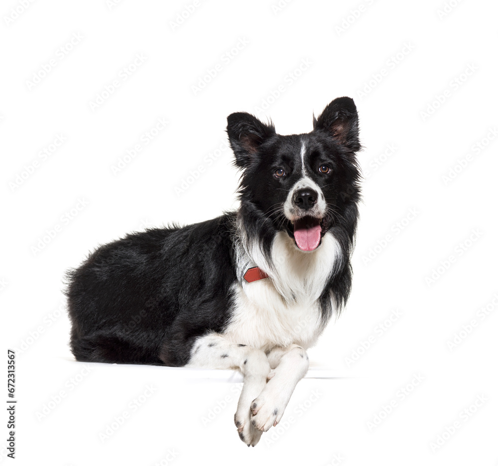 black and white lying down Border Collie Dog panting, cut-out