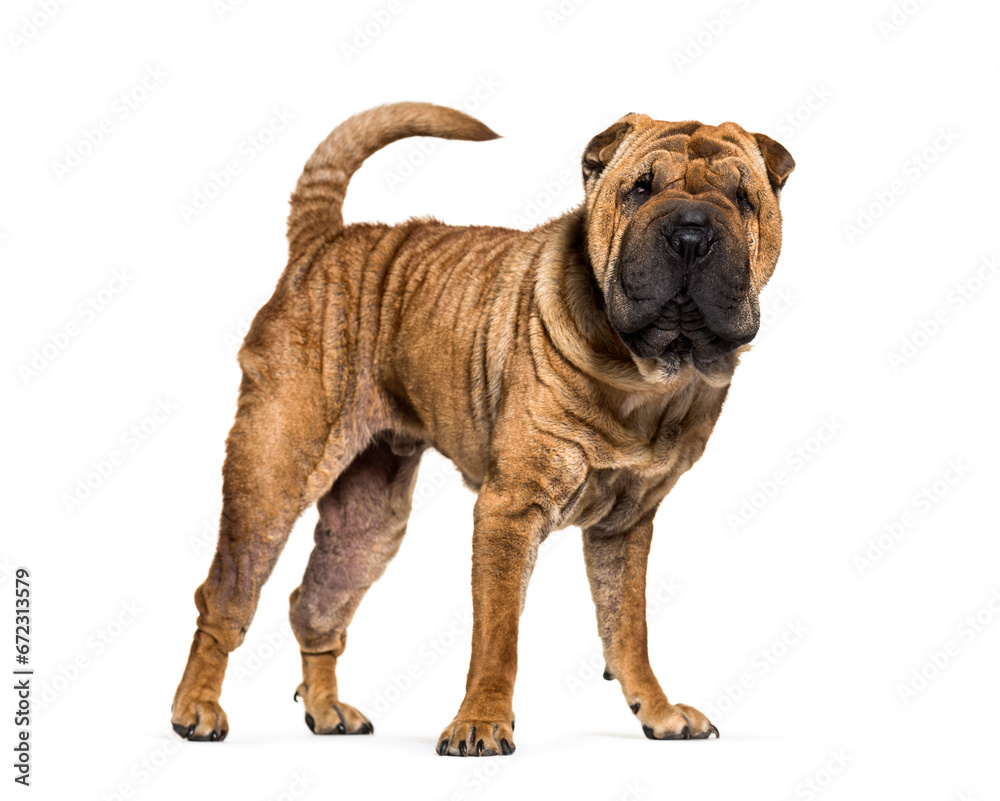 Standing brown Shar-pei dog, cut-out