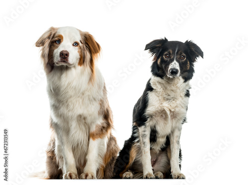 Two Border Collie dogs sitting, cut out