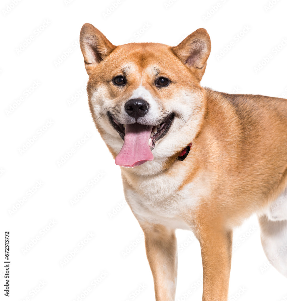 Shiba Inu dog standing and panting, cut out