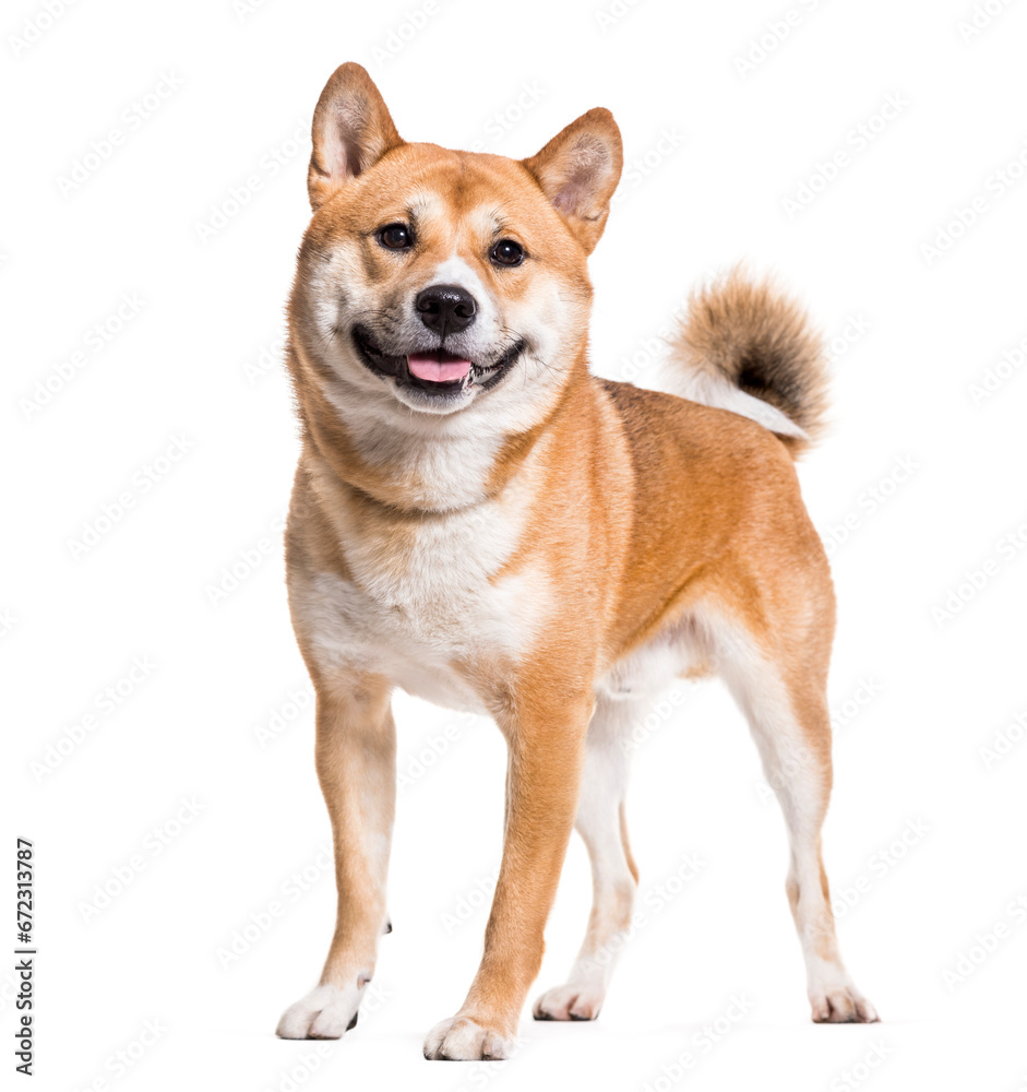 Shiba Inu dog standing, cut out