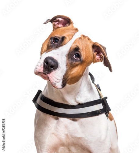 Close-up of American Staffordshire Terrier dog, cut out © Eric Isselée