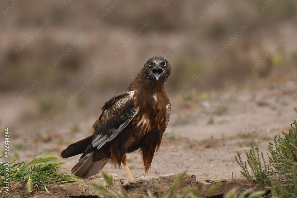 Fototapeta premium Rohrweihe