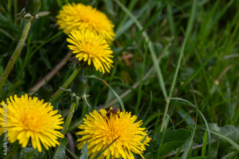 Close-up of blooming yellow lion flowers (Taraxacum officinale) in the garden at spring time. Detail of bright common dandelions in the meadow in spring. Close-up of blooming yellow lion flowers (Taraxacum officinale) in the garden at spring time. Detail of bright common dandelions in the meadow in spring.