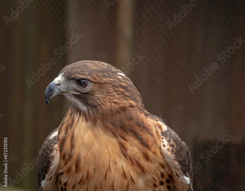 Closeup of a red-tailed hawk in its natural habitat