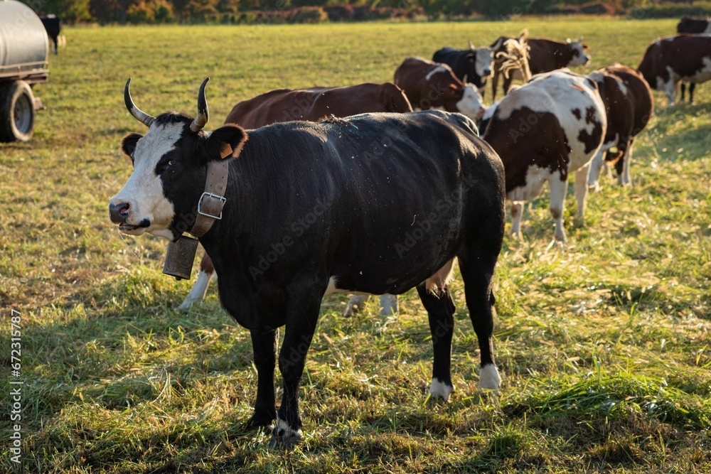 Herd of cows grazing in a lush, green pasture surrounded by tall trees Herd of cows grazing in a lush, green pasture surrounded by tall trees